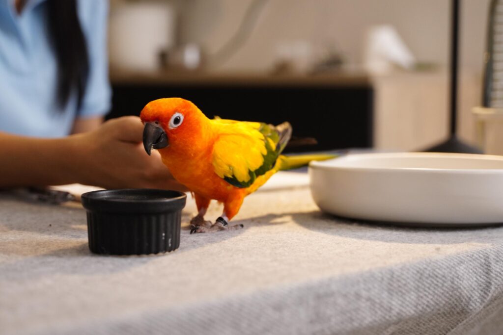 Best Bird Species for Home Companionship_ Intelligent, Low-Maintenance Birds Suitable for Indoor Living